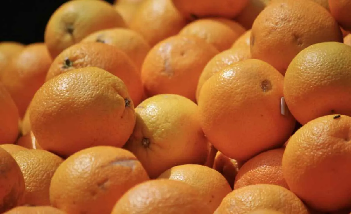 Processadoras avançam com cautela na compra de laranja