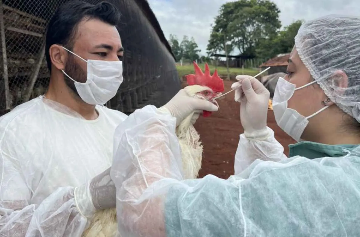Vigilância reforça status sanitário da avicultura paranaense