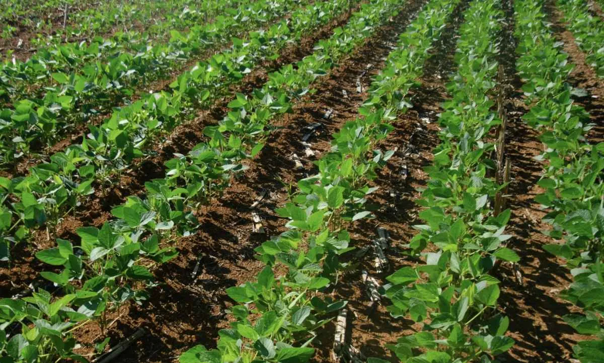Queda na receita pressiona rentabilidade do agronegócio gaúcho