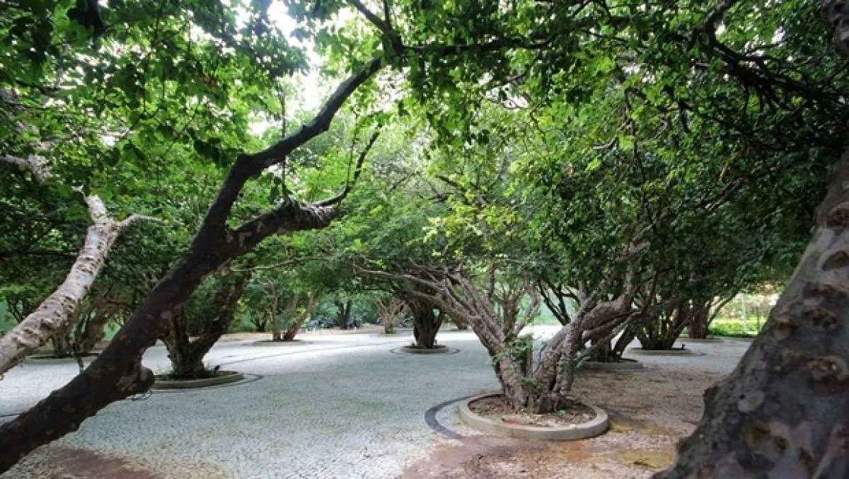 Jabuticabeiras do Palácio das Esmeraldas unem história e paisagismo