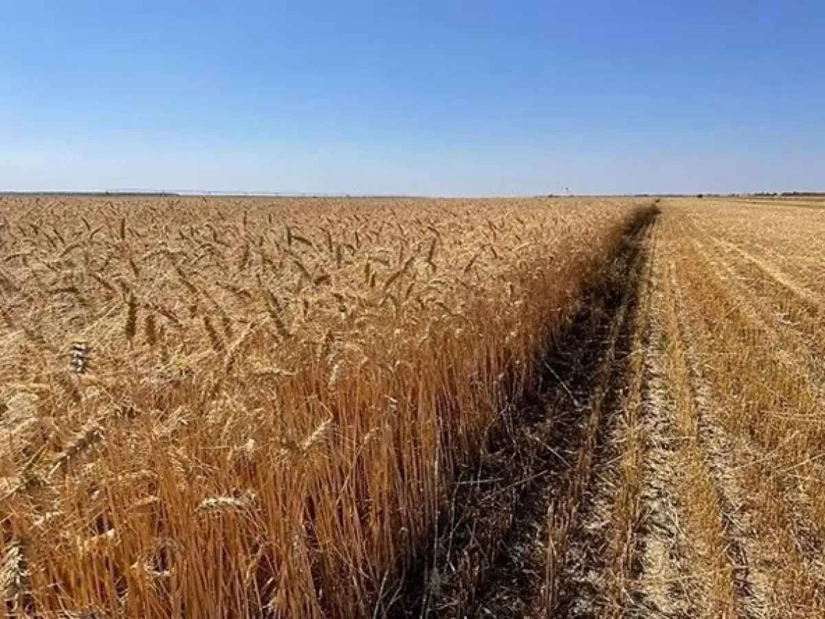 Área de trigo no RS deve recuar 31,5% na safra de 2026