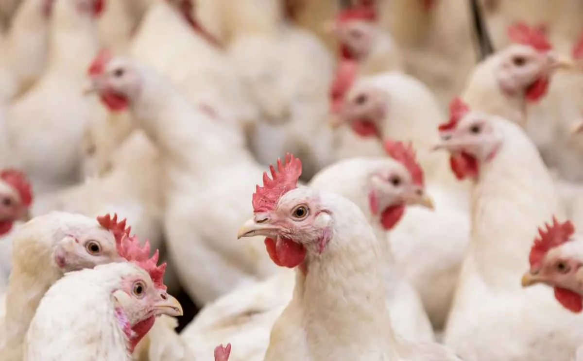 Paraná lidera avicultura e concentra 35% do abate de frangos