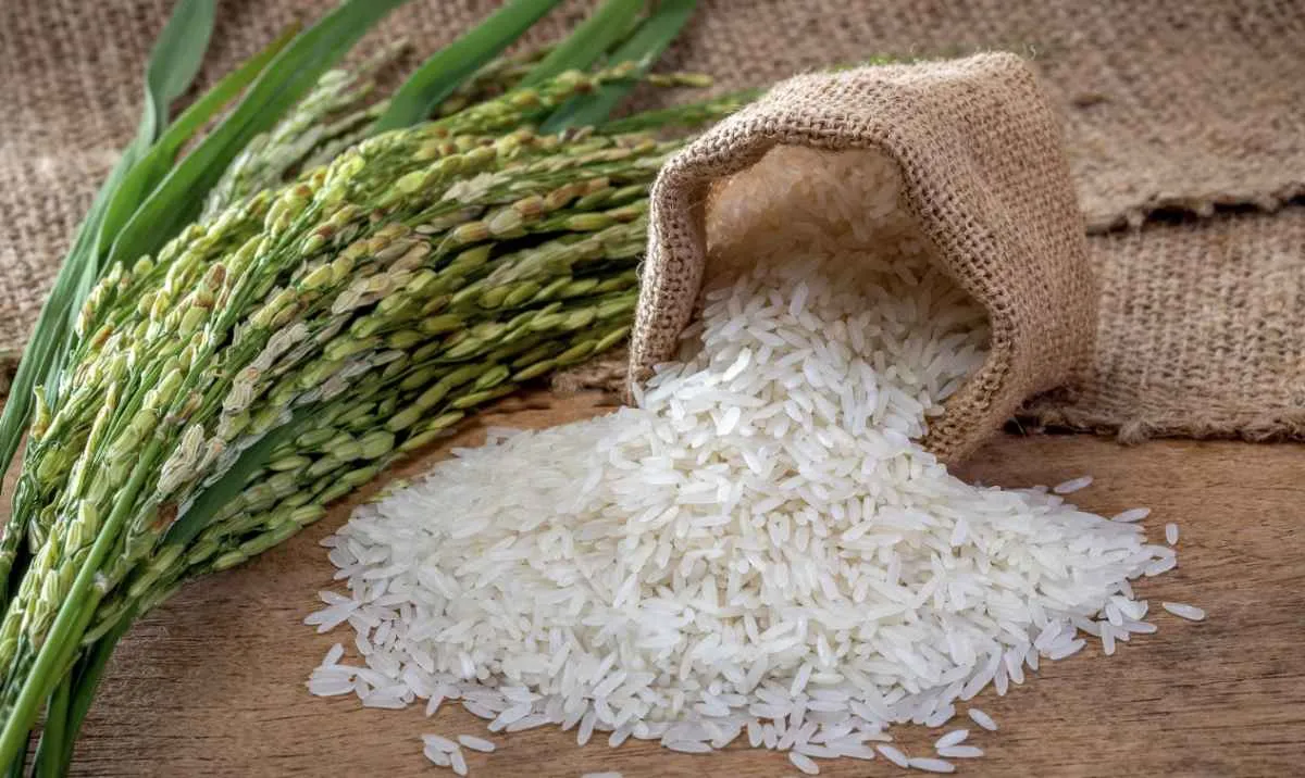 Mercado de arroz segue lento após ações da Conab