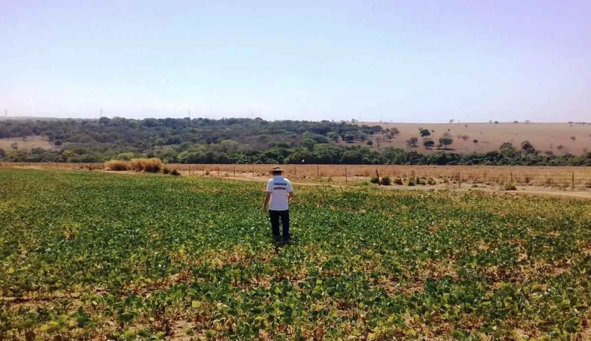 Vazio sanitário da soja começa em 27 de junho em Goiás