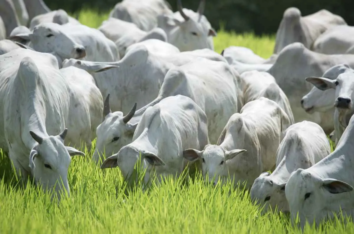 Escassez de vacinas preocupa pecuaristas do Mato Grosso