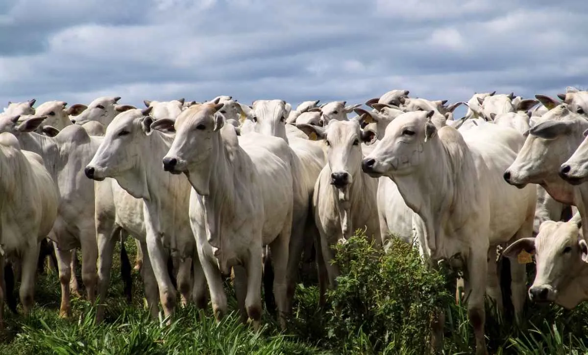 Defesa Agropecuária alerta para fim da atualização de rebanhos em SP