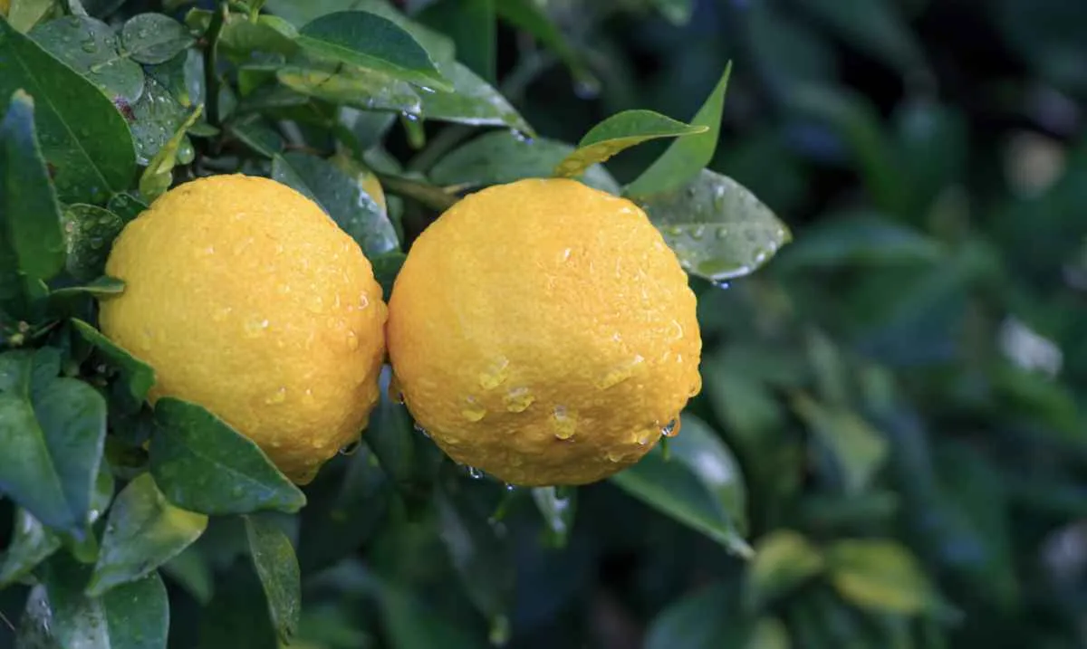 Negociações da laranja avançam e chuva limita colheita em São Paulo