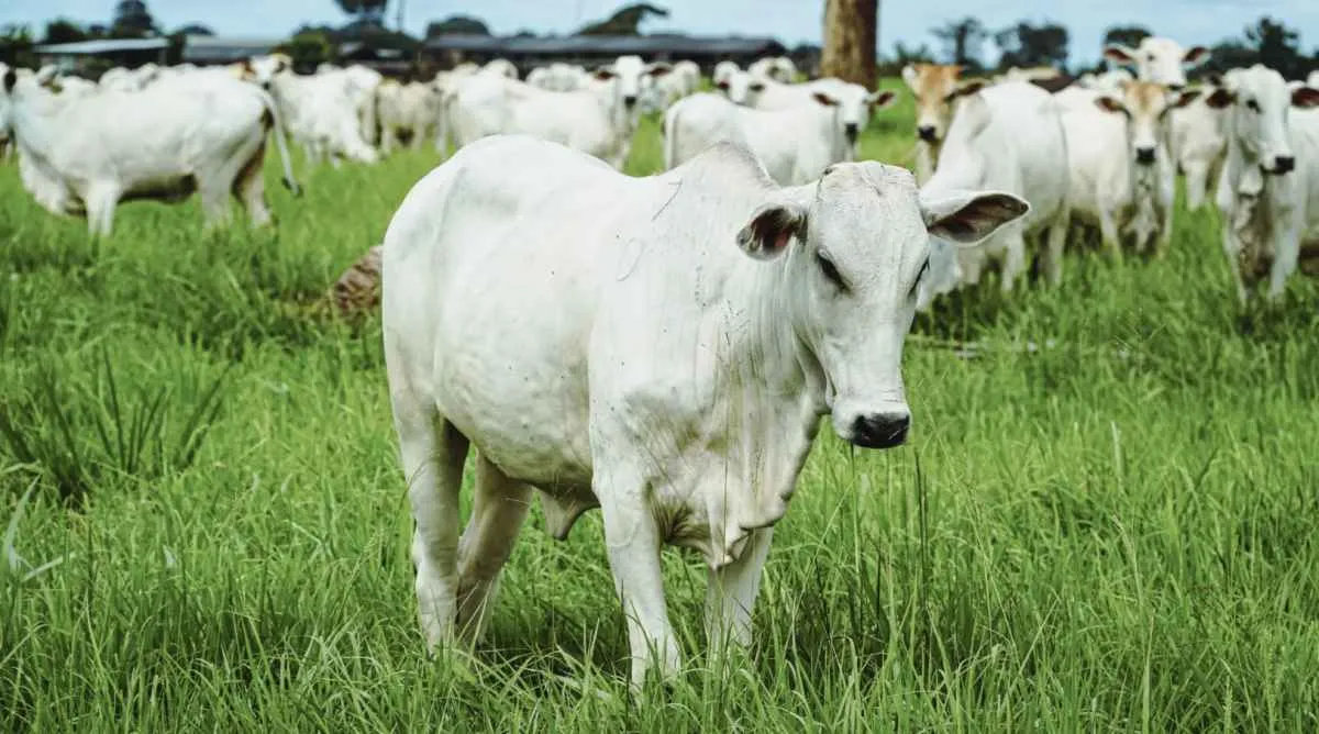 Mato Grosso soma 85 mil fazendas de gado de corte de pequeno porte
