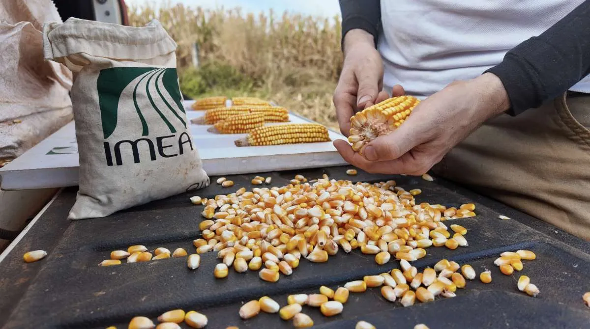 Mato Grosso avança na colheita e venda do milho 25/26
