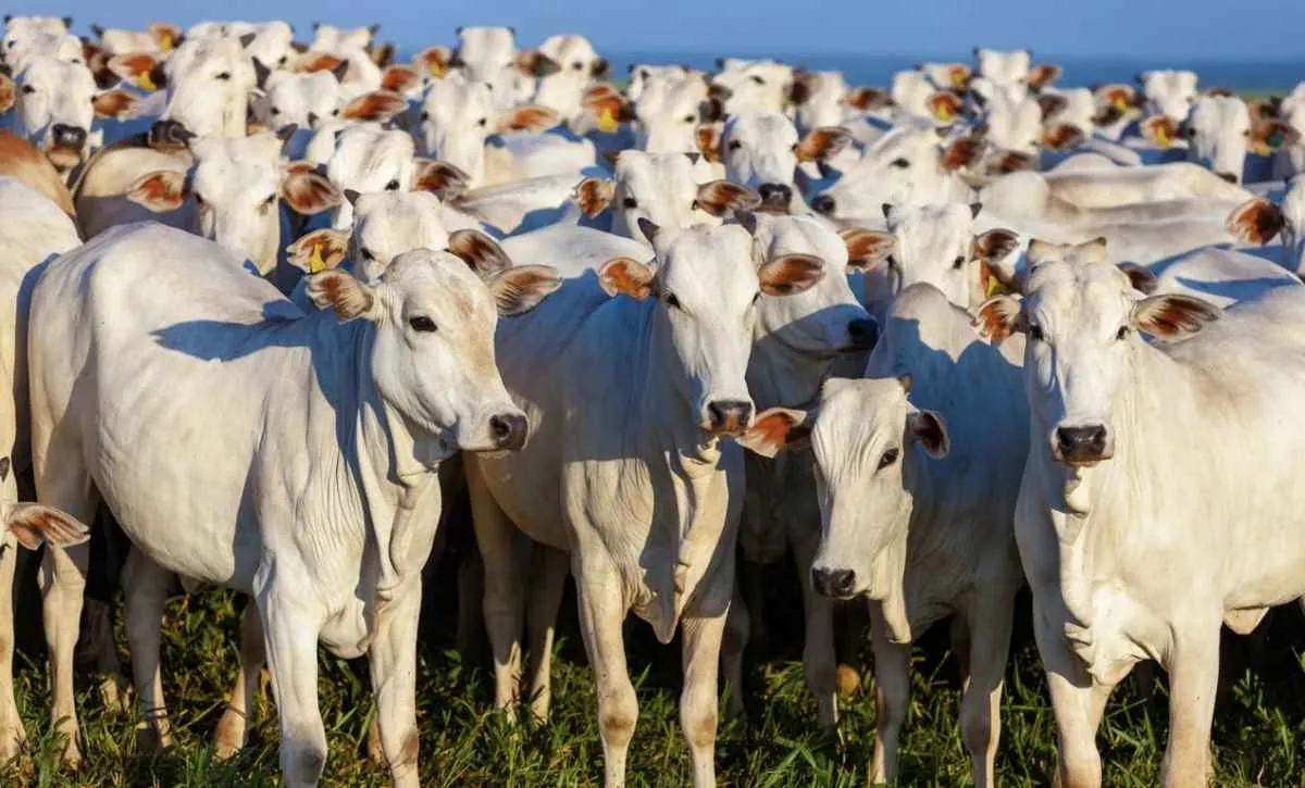 Gado gordo sobe no Brasil e dispara no mercado futuro dos EUA