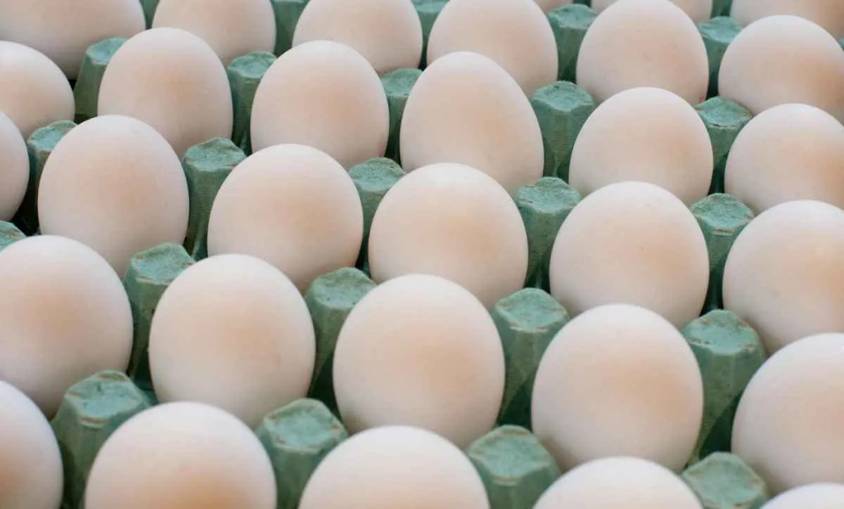 Produção de ovos recua e preços avançam no início de 2026