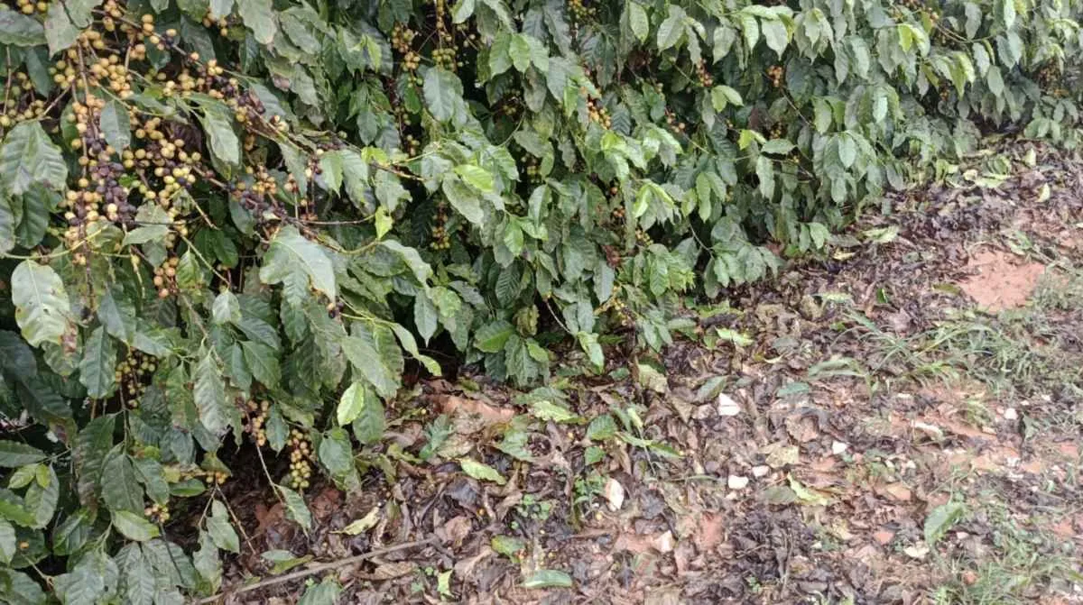Como recuperar lavouras de café atingidas por granizo?