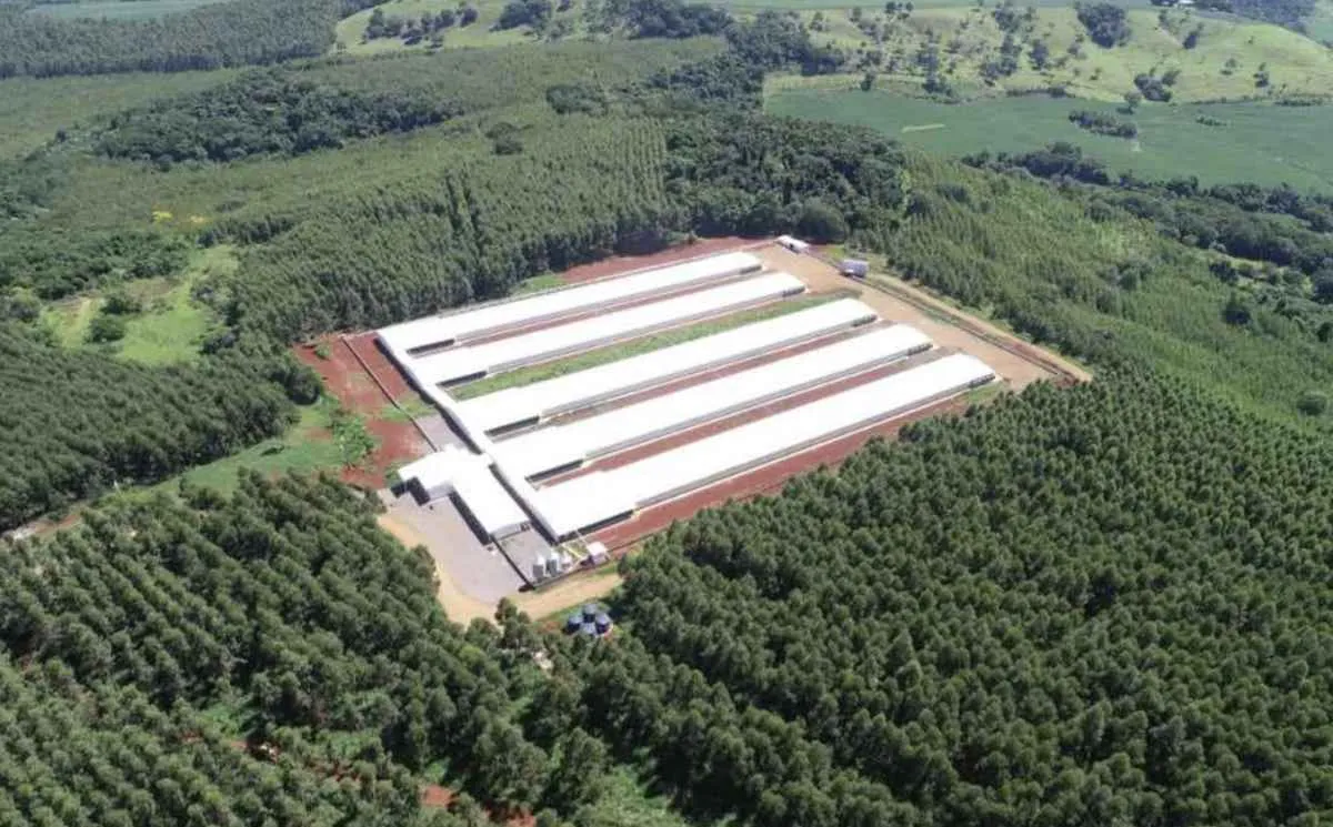 Coopavel investe R$ 30 milhões para ampliar produção avícola