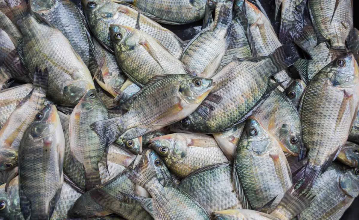 Oferta restrita sustenta preços da tilápia no mercado
