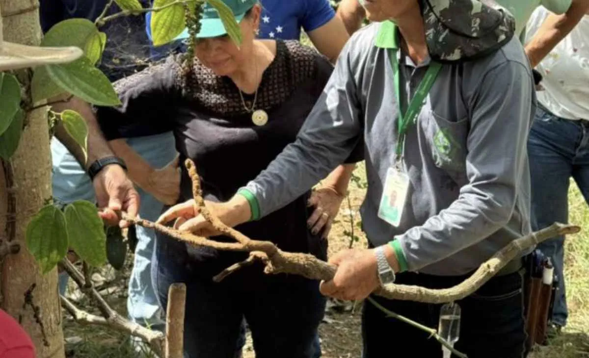 Pimenta-do-reino ganha espaço e gera renda em Minas Gerais