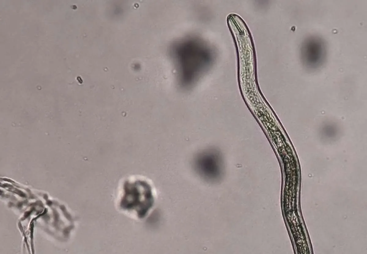 Seminário nacional debate criação de plano contra nematoides