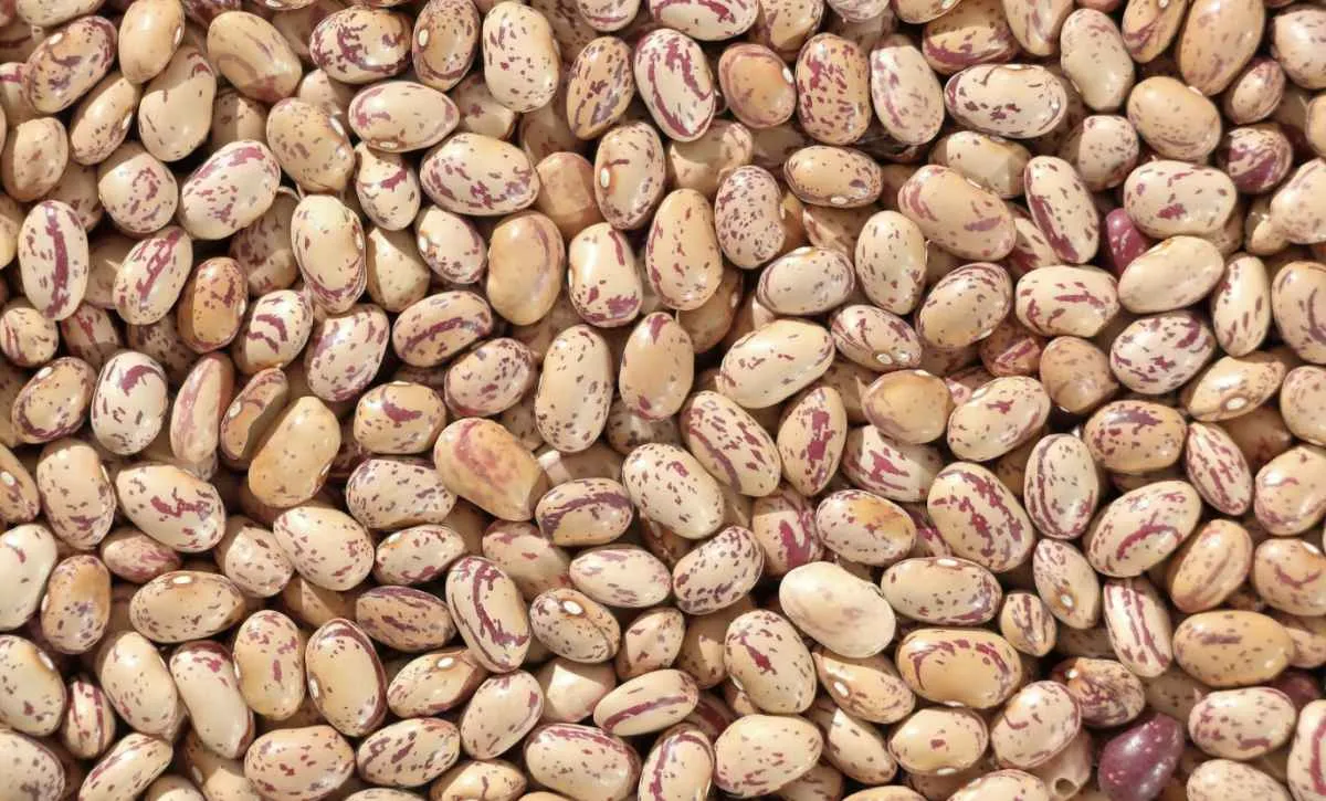 Feijão acumula fortes altas e mantém mercado aquecido