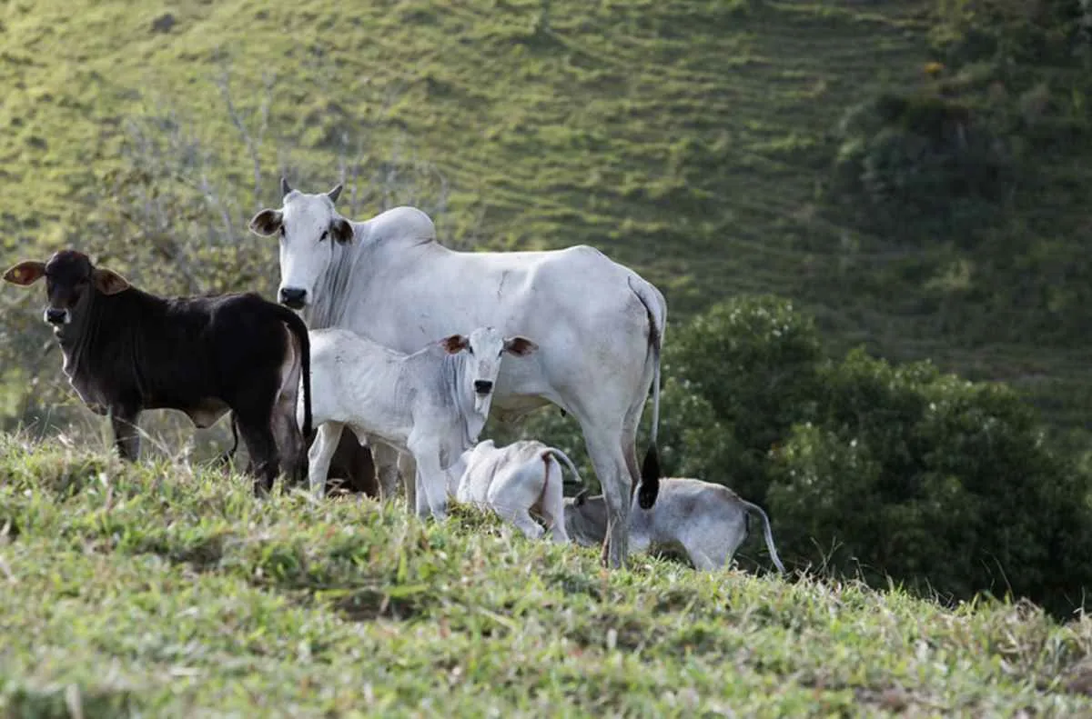 Multa por falta de vacina contra brucelose chega a 254 reais em MT