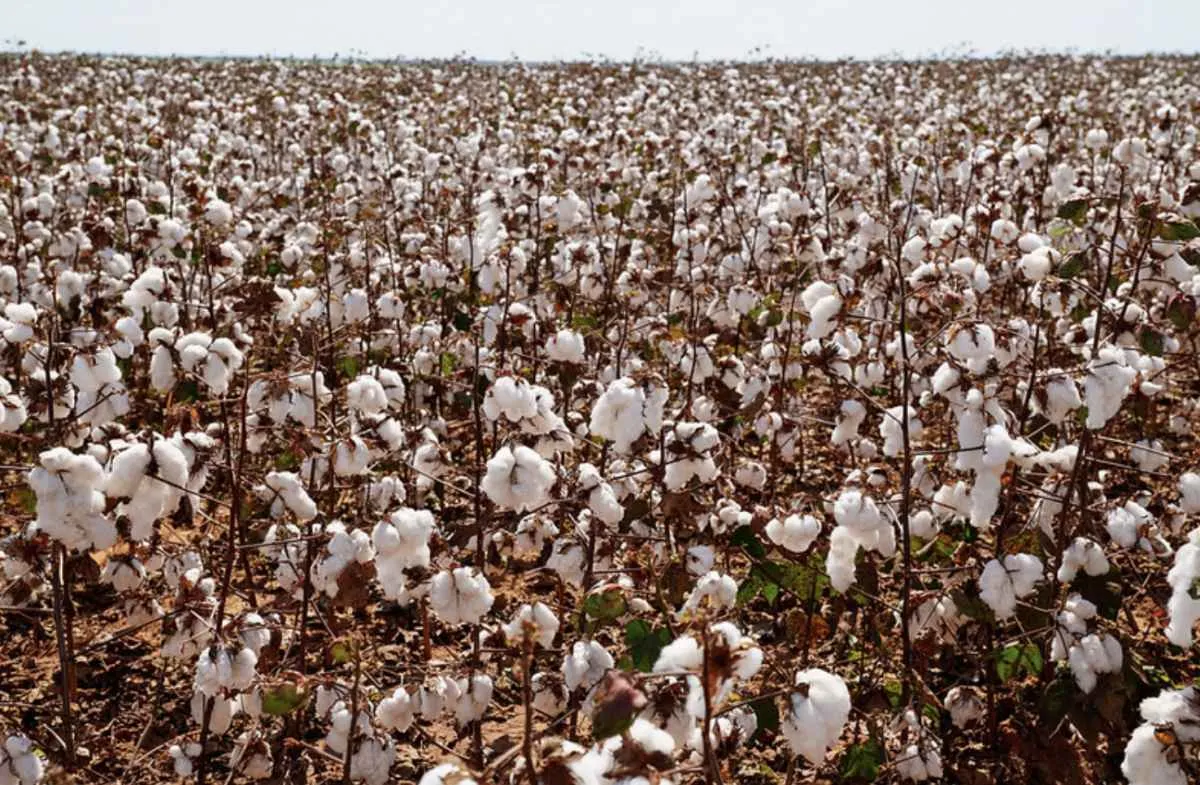 Clima úmido atrasa colheita do algodão em Mato Grosso