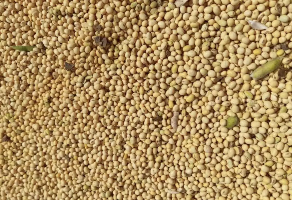 Falta de armazéns e exportação in natura desafiam a soja em MS