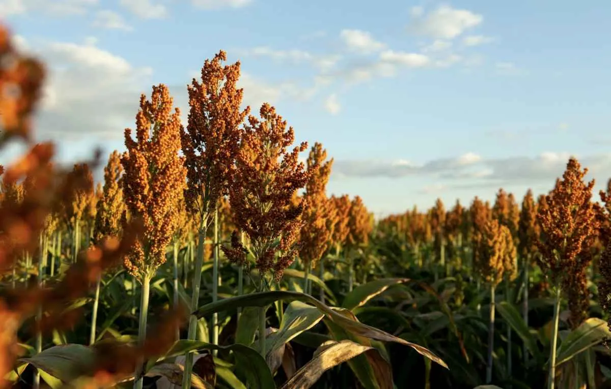 Produção de sorgo deve saltar 23% e atingir 7,5 milhões de toneladas