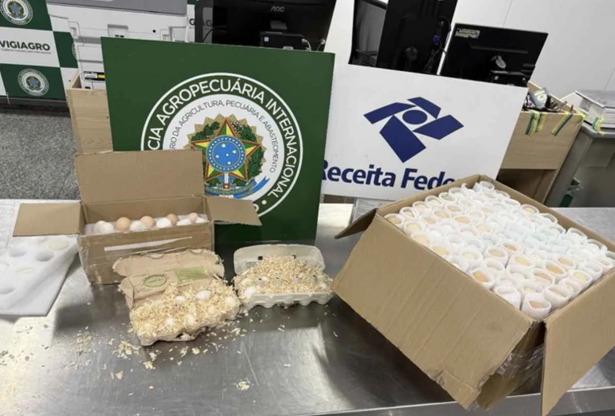 Fiscalização barra entrada irregular de ovos embrionados