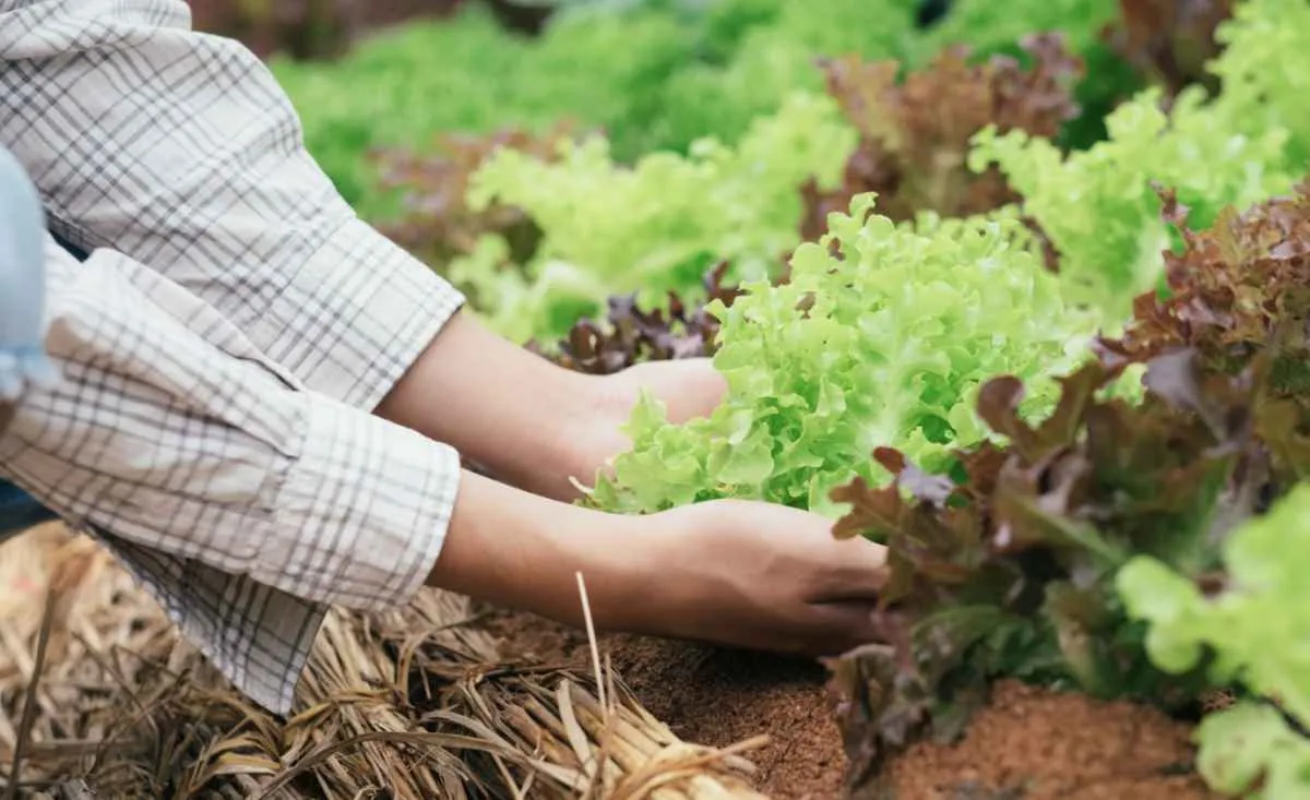 Plataforma do Sindiveg amplia qualificação no agronegócio