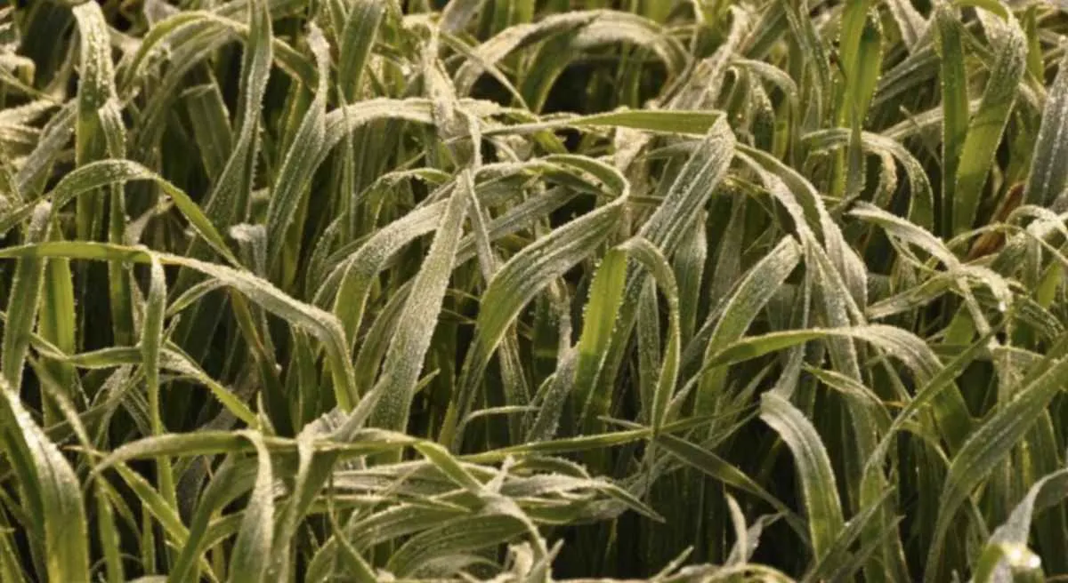 El Niño forte exige atenção dos produtores no RS