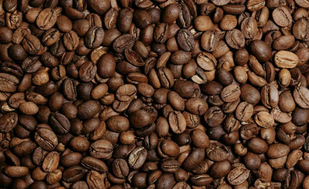 Exportação de café cresce 3,6% em maio com nova safra