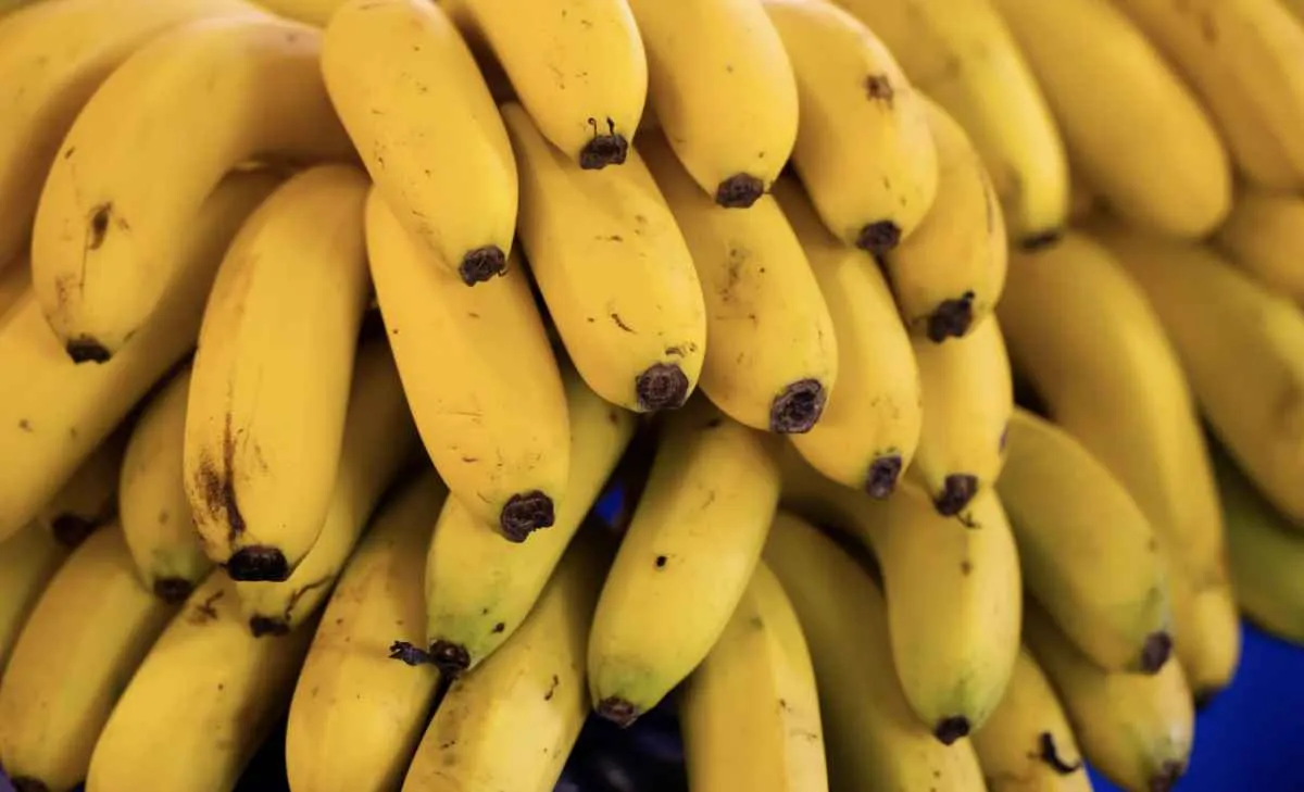 Frio prejudica qualidade e atrasa colheita da banana nanica em SP