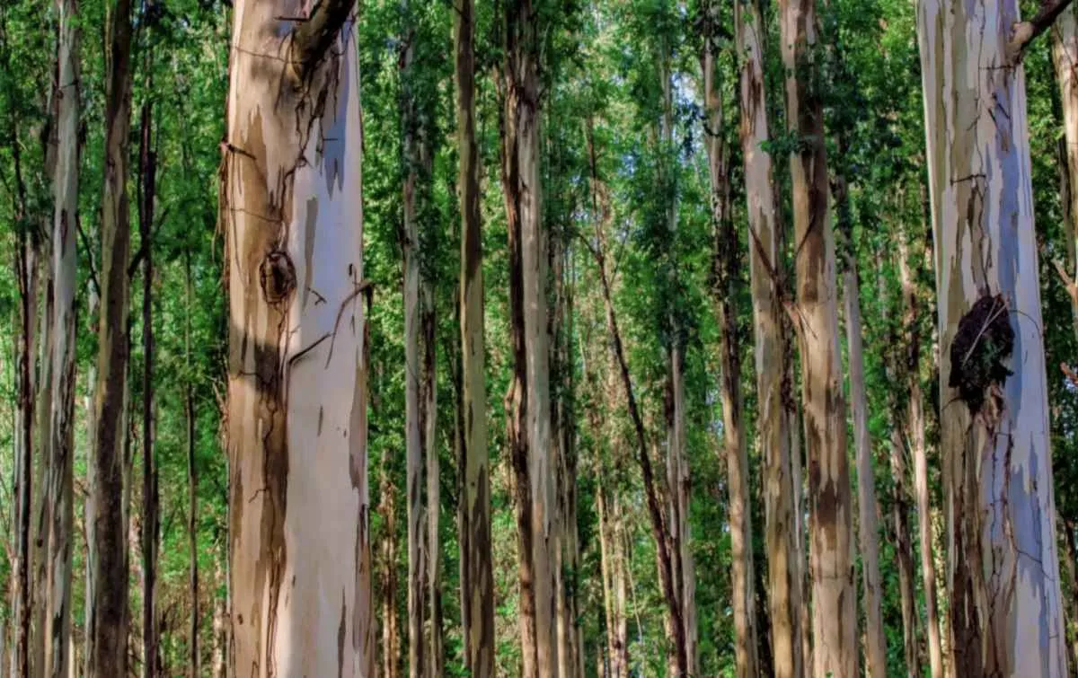 Produção de eucalipto cresce e impulsiona agro paulista