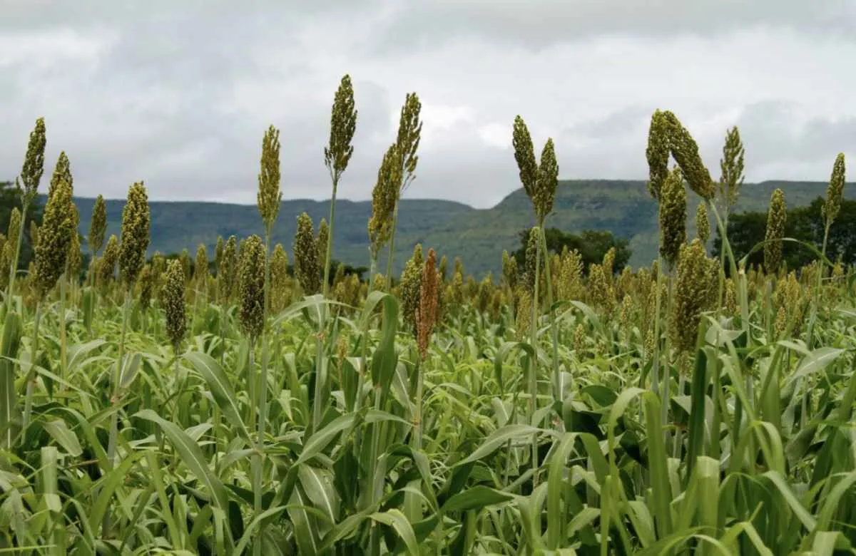 Produção de sorgo cresce 40% e mantém liderança de Goiás