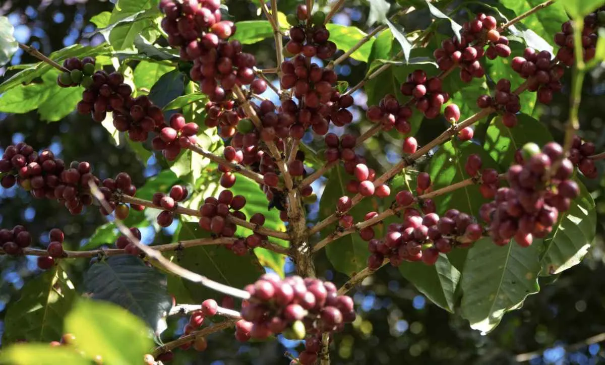 Preços do café reagem após chuvas nas regiões produtoras