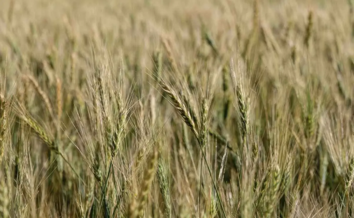 Trigo cresce no Paraná e hortaliças enfrentam pressão no campo
