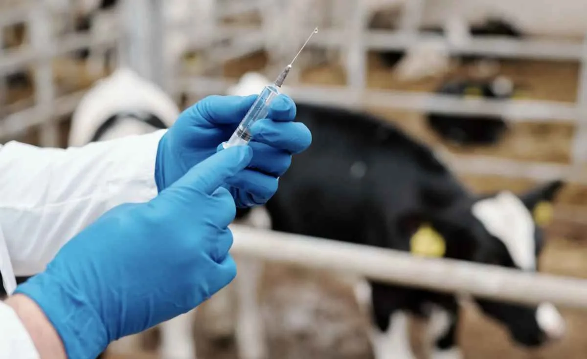 Mapa libera 8,4 milhões de doses de vacinas contra clostridioses