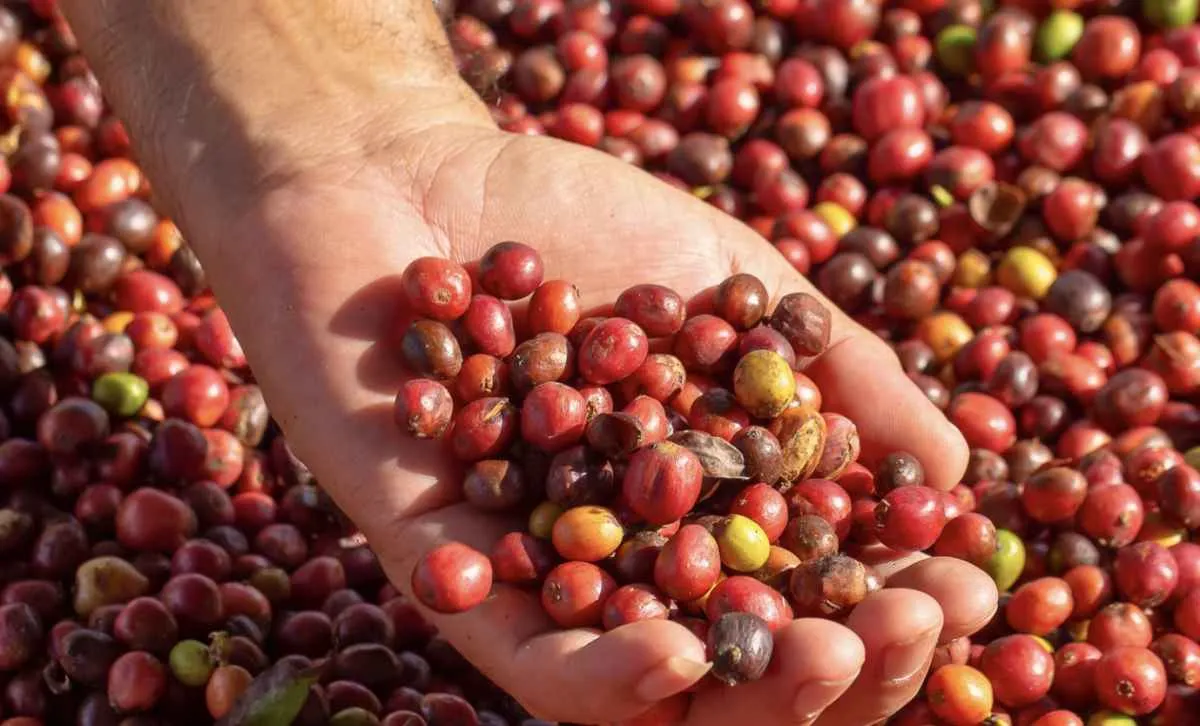 Colheita de café atinge 12% nas principais regiões produtoras