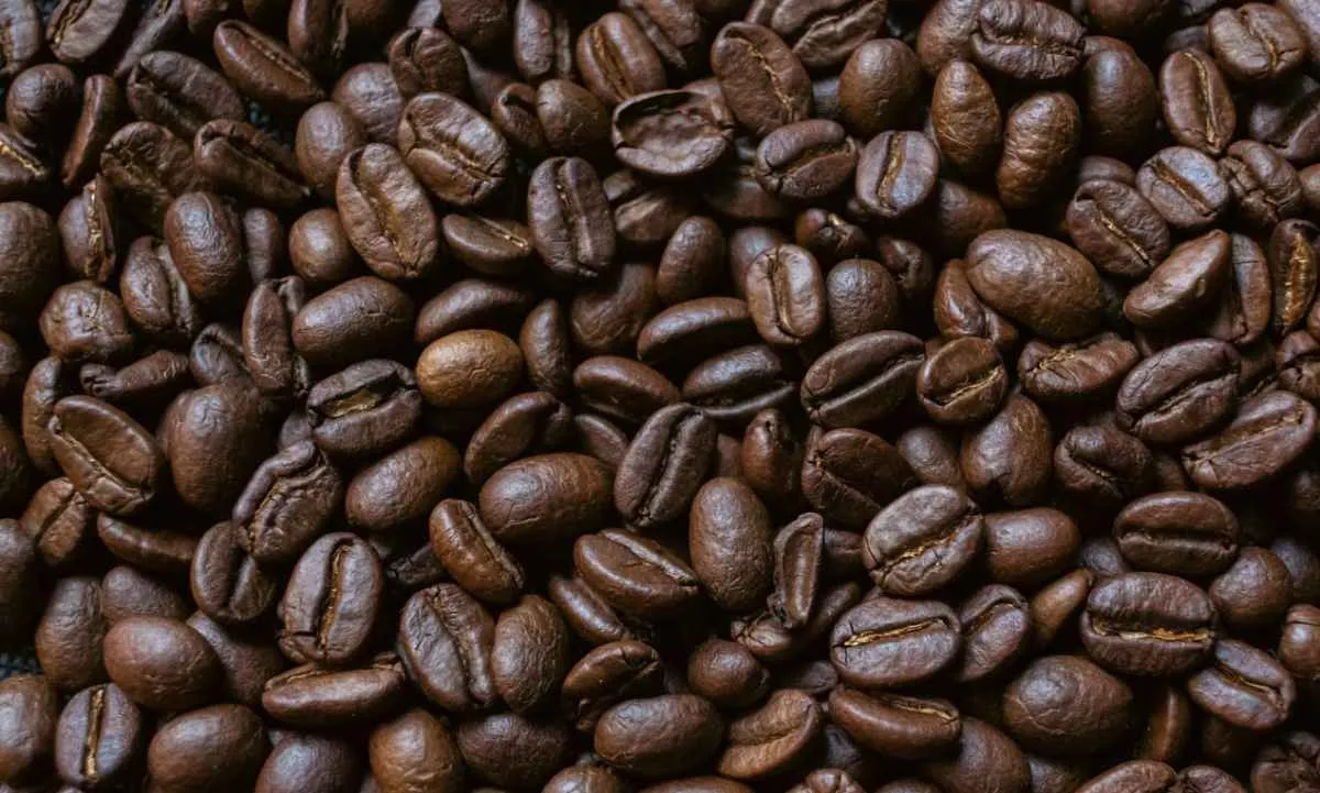 Avanço da safra pressiona cotações do café arábica