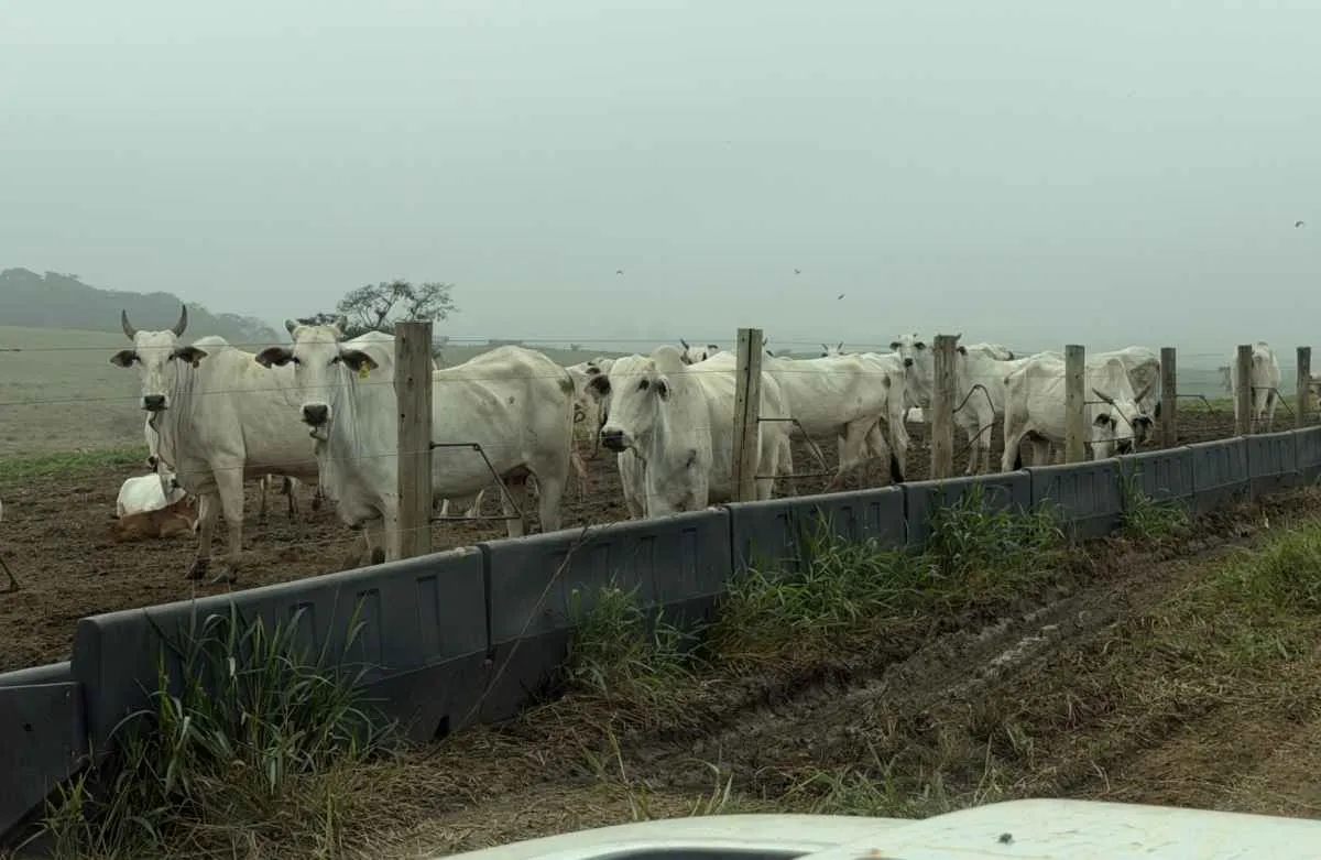 Famato, Acrimat e Embrapa testam modelo para elevar cria bovina em MT