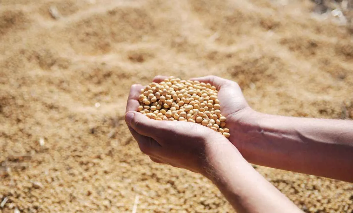 Alta na busca por farelo de soja sustenta preços do grão no Brasil