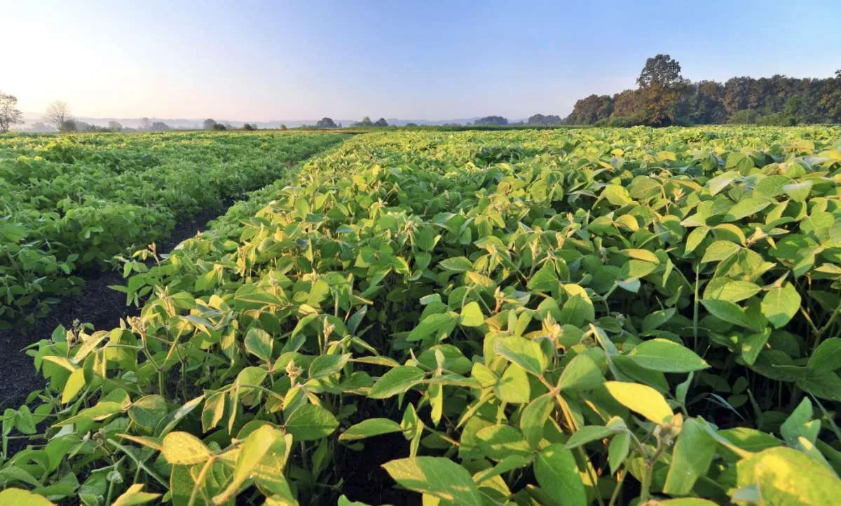 Estudo via satélite revela avanço de 175 mil hectares de soja em quatro estados
