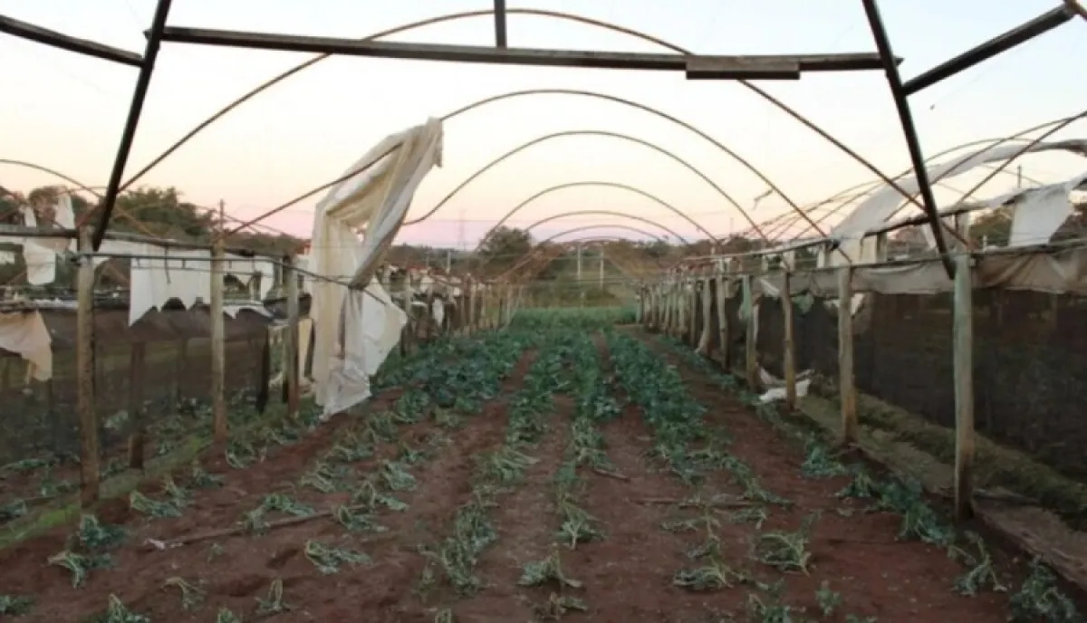 SP libera R$ 150 mil para produtores atingidos por temporal em Ribeirão Preto