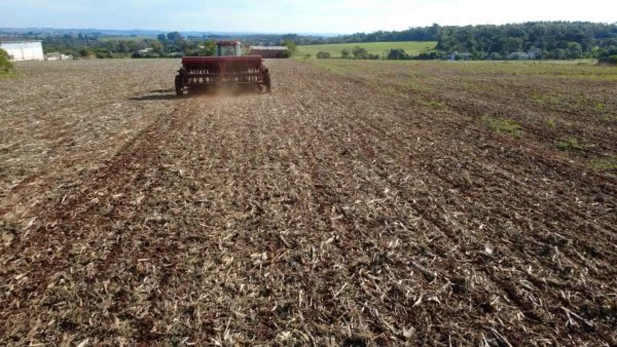 Semeadura do trigo avança no Rio Grande do Sul mesmo com chuvas