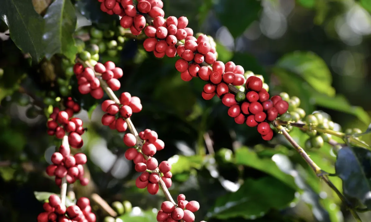 Cafeicultura movimenta R$ 3,3 bi em defensivos na safra