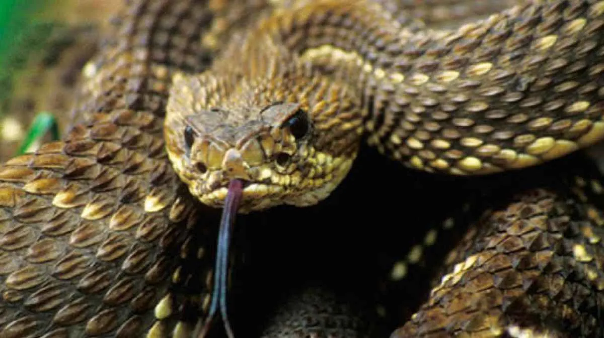 Mudanças climáticas e El Niño aumentam presença de cobras em áreas urbanas