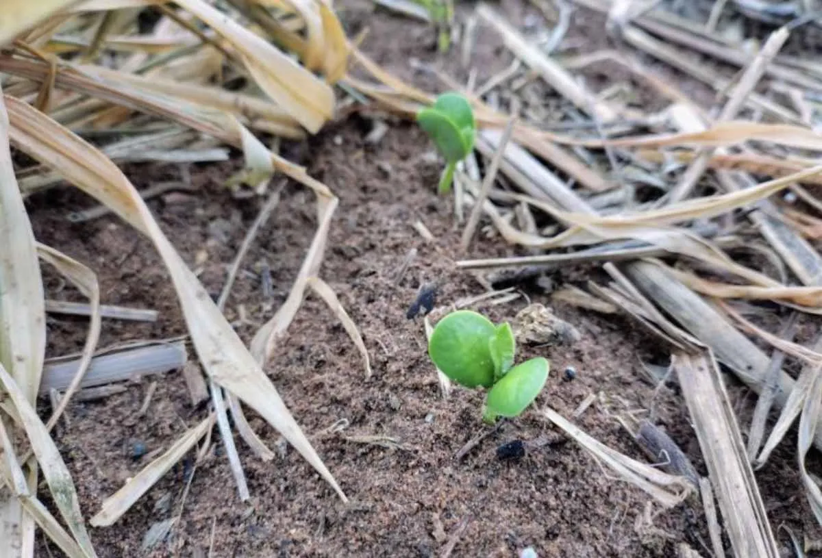 Plantio de soja em MS começa em setembro sob alerta de El Niño