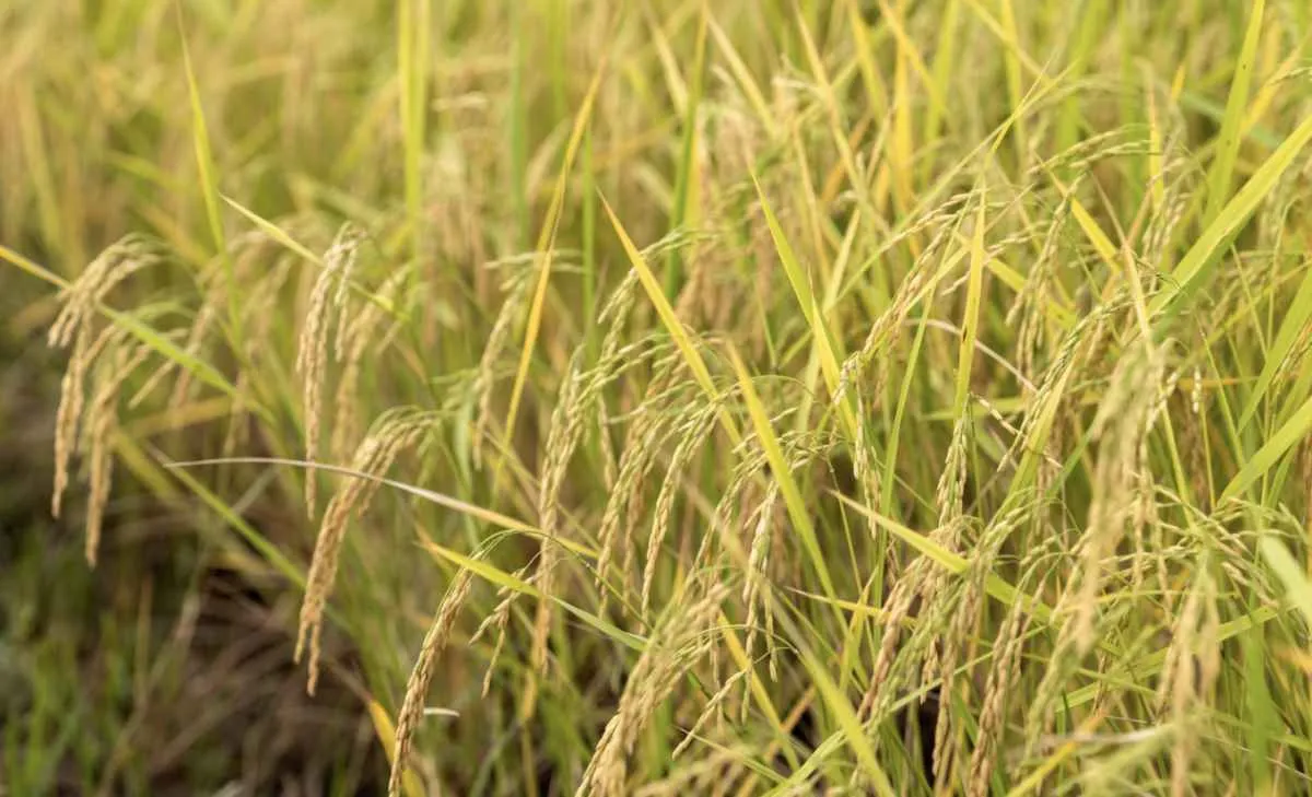 Exportações de arroz batem recorde e preços em casca reagem
