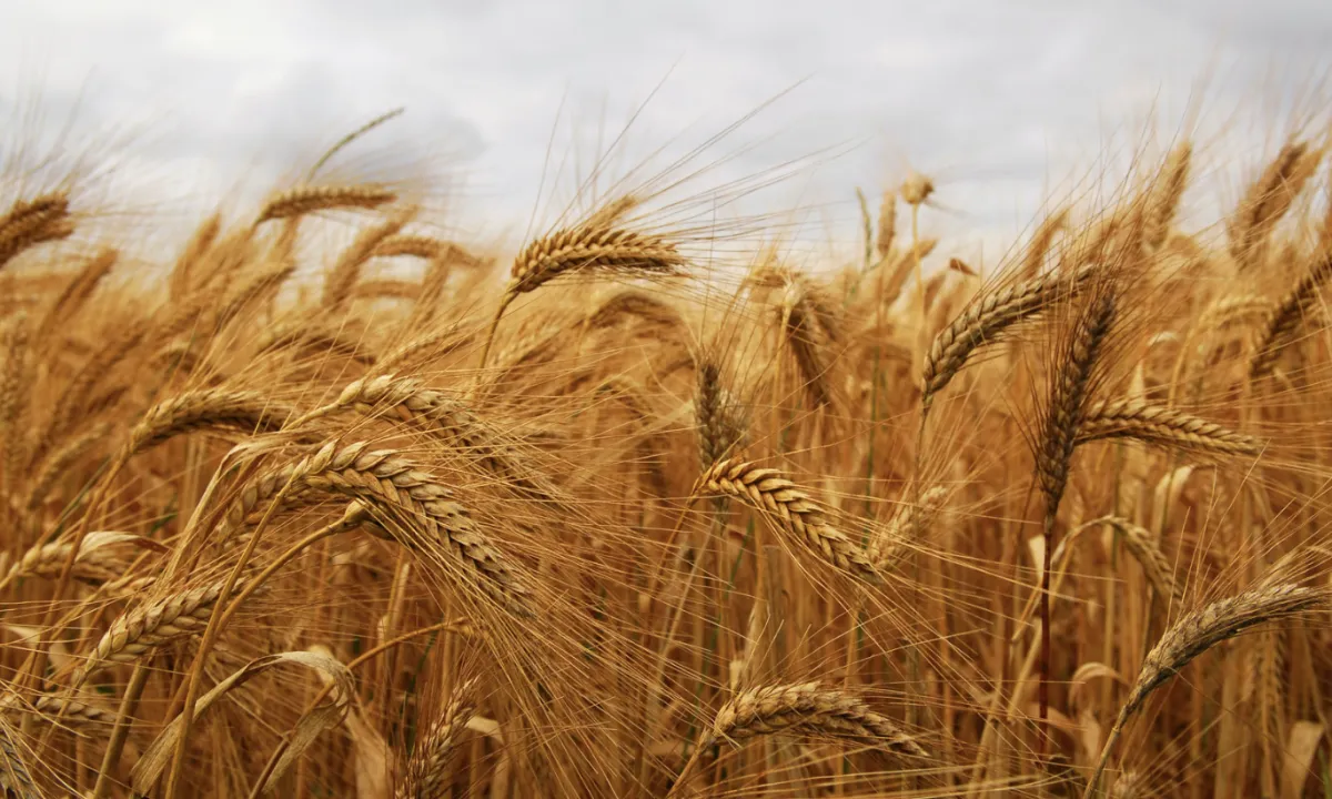 Semeadura do trigo atinge 97% e culturas de inverno avançam no RS