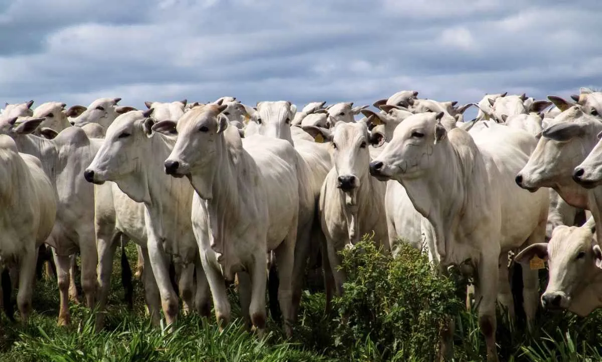 Pecuaristas criticam avanço de regras europeias sobre antibióticos