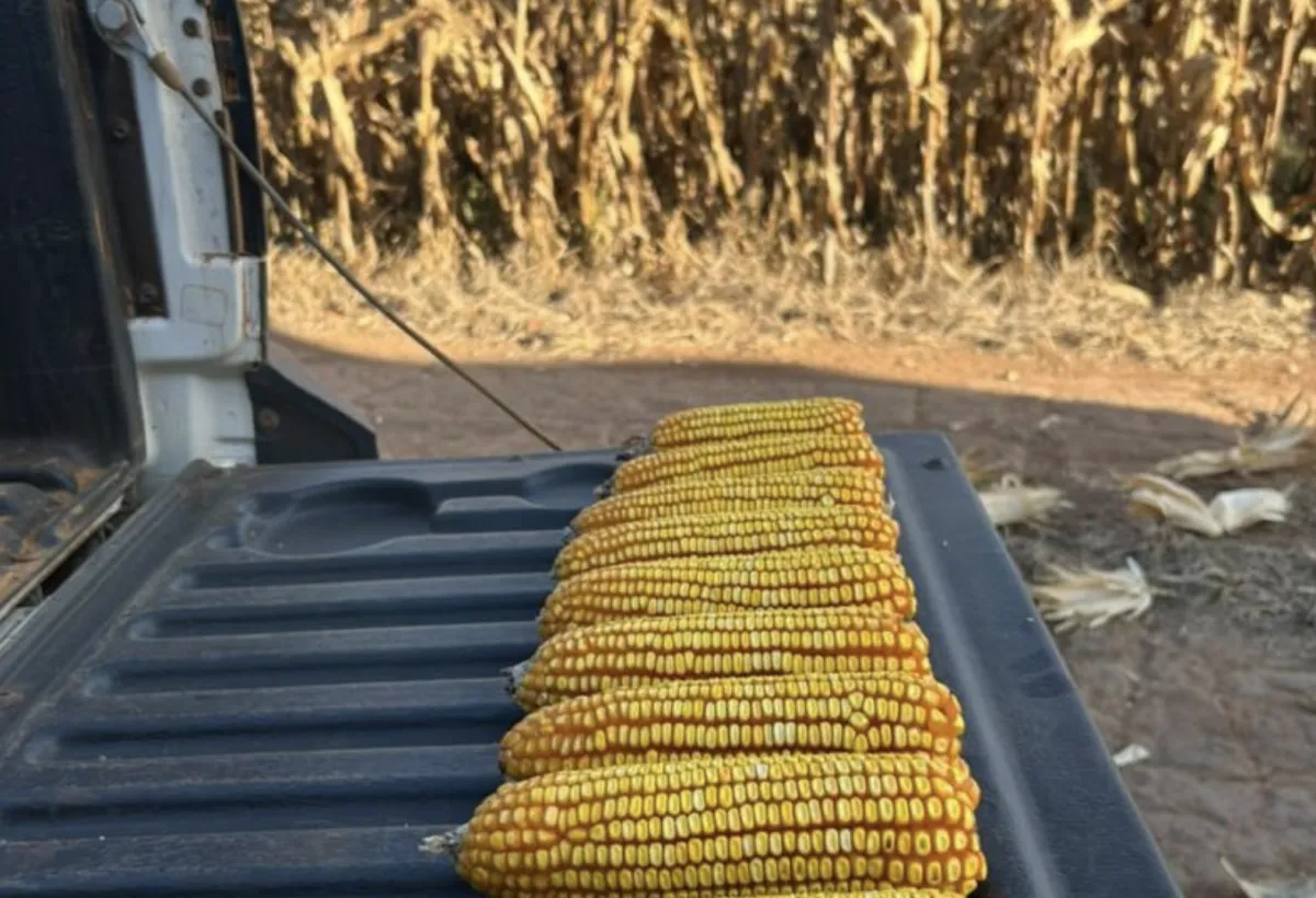 Colheita do milho atinge 24% em MS, mas chuvas mantêm atraso no campo