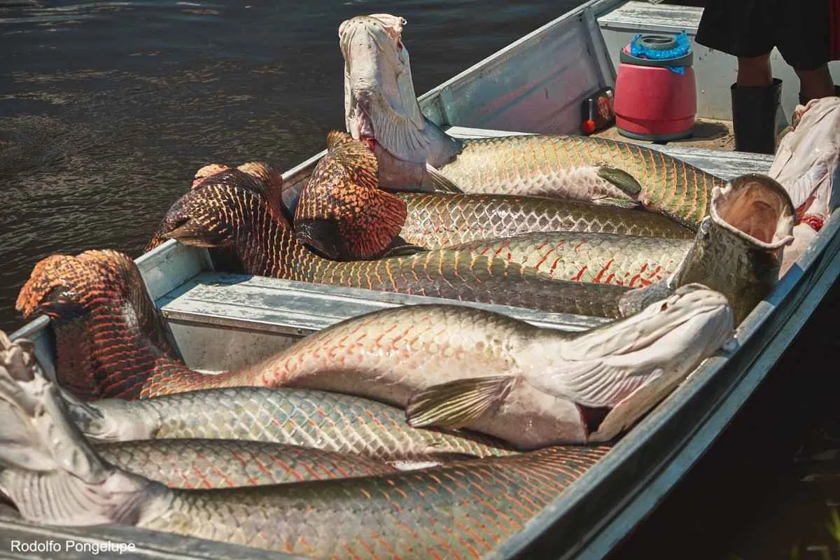 Pirarucu atrai pescadores e impulsiona turismo no Rio Araguaia